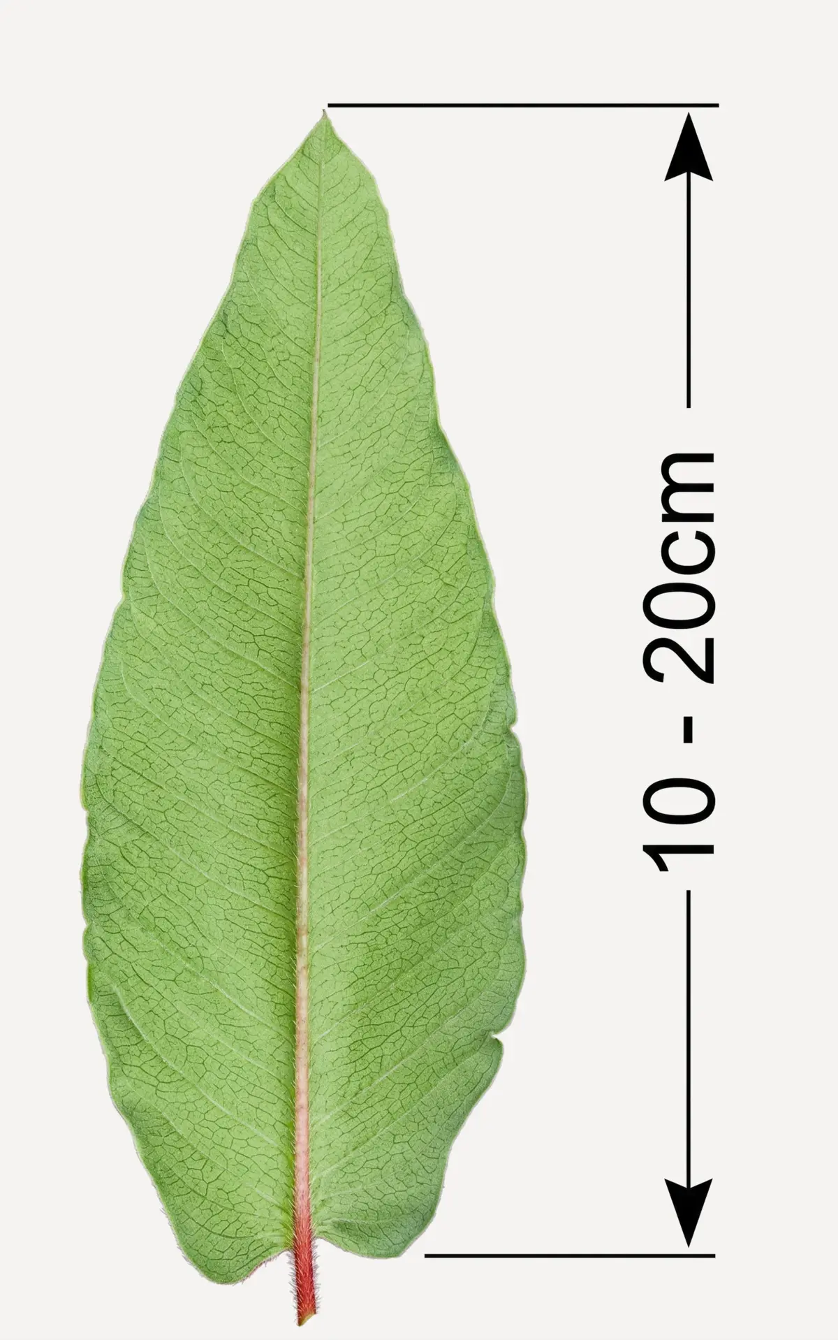 Himalayaslide — blad och stjälk