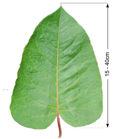 Jätteslide — blad och stjälk