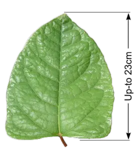 Hybridslide — blad och stjälk