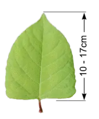 Parkslide — blad och stjälk