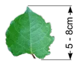 Liten parkslide — blad och stjälk