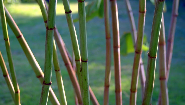 Parkslide-stammar på nära håll